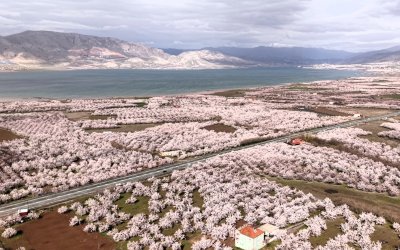 Kayısıda Don Değil Yağış Riski: Çiçek Döneminde Kritik Uyarılar