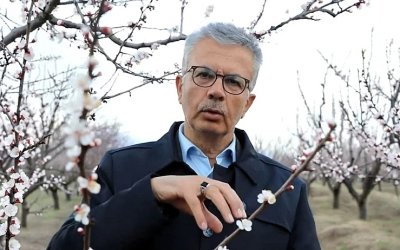 Kayısıda Kritik Uyarı: “-3 Derecede Tüm Ürün Kaybedilebilir”