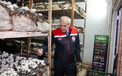 Malatya’da Mantar Üretimi Artıyor