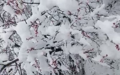 Nisan’da Kış Geri Döndü: Darende’de Kar, Kayısıda Don Riski