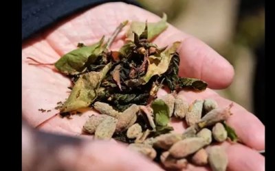 Zirai Don Riskine Karşı Üreticilere Kritik Uyarı: Önlemler Tek Tek Sıralandı