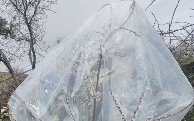 Kayısıda Don Tehlikesine Karşı Farklı Çözümler