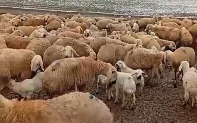 Kış Mevsiminin Çetin Geçmesi Hayvan Üreticilerini Zorluyor