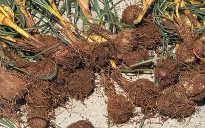 Darende’de Baharın Habercisi Çiğdem İçin Zorlu Mesai Başladı