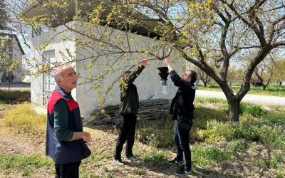 Malatya’da Kayısıyı Tehdit Eden Kokarca Alarmı: Sahada Denetim Süreci Başlatıldı