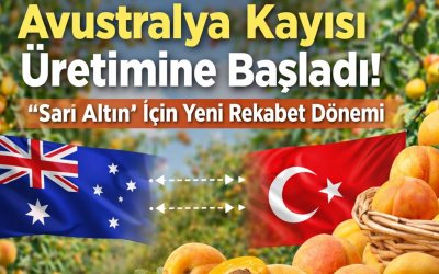 Avustralya Kayısı Üretimine Başladı: “Sarı Altın” İçin Yeni Rekabet Dönemi