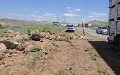 Arapgir’de Koyun Yüklü Tır Devrildi: 100 Hayvan Telef Oldu