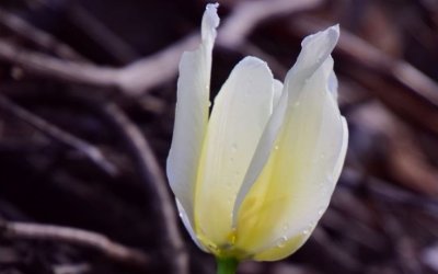 Türkiye Topraklarında Sadece Malatya’da Yetişiyor