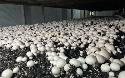 Malatya’da Alternatif Tarım Atağı: Ayda 15 Ton Mantar Üretiliyor