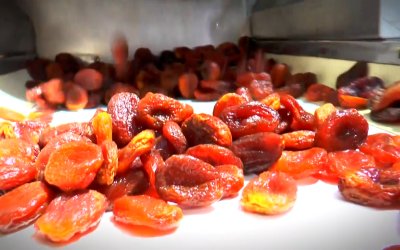 Malatya Kayısısı Don Darbesine Rağmen İhracatla Ayakta Kaldı