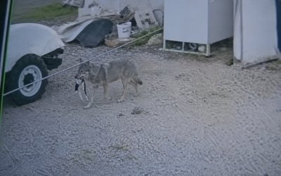 Kurtlar Yerleşimlere İndi, Vatandaş Tedirgin