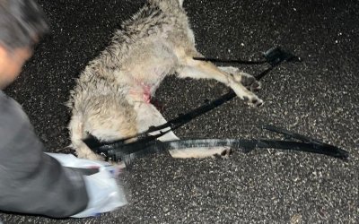 Darende’de Otomobil Kurda Çarptı