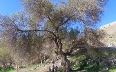 Ilıca’da 250 Yıllık Dev Karaağaç Keşfedildi