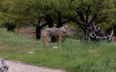 Darende’de Kurtlar Yine Kamerada