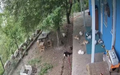 Depremin Panik Anları Kamerada: Kediler de Kaçtı, Öğrenciler de