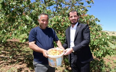 Pütürge’de İlk Kayısı Hasadı Yapıldı