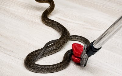 Evde Görülen Yılan Paniğe Neden Oldu