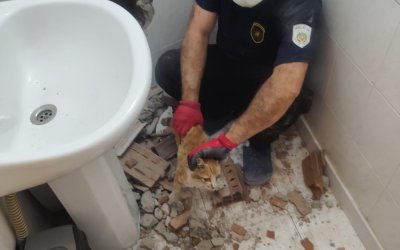 İki Bina Arasına Sıkışan Kedi 2 Saatlik Çalışmayla Kurtarıldı