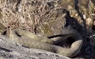 Köprü Altında Görüntülenen Yılanlar Tedirgin Etti