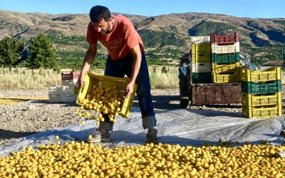 Malatya’da Kayısı Hasadı Öncesi İşçi Ücretleri Açıklandı