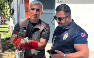 Battalgazi Zabıtası Bulduğu Yavru Baykuşu Koruma Altına Aldı
