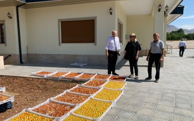 Tarım Müdürlüğünden Kayısı Bahçelerine Saha Çıkarması