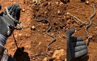 Gel Pisi Pisi” Dedi, Yavru Engerekle Oynadı