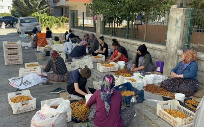 Kayısının Görünmeyen Emeği Ceza Korkusuyla Karşı Karşıya