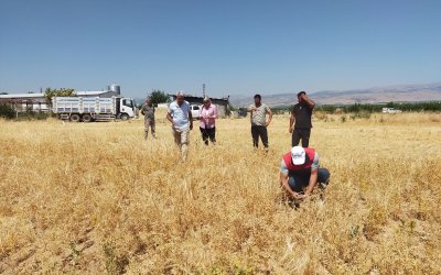 Yeşilyurt'ta TAKE Projesi Kapsamında Nohut Hasadı Yapıldı