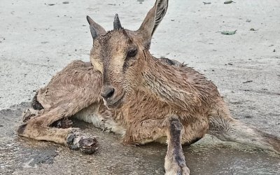 Yaralı Bulunan Dağ Keçisi Yavrusu Koruma Altına Alındı