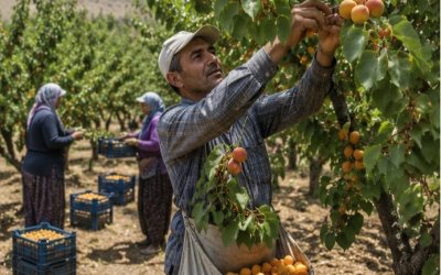 Başkan Duman’dan Kayısı İçin Acil Çağrı: "Üreticimizin Emeği Hedef Alınıyor, Acil Müdahale Şart!"