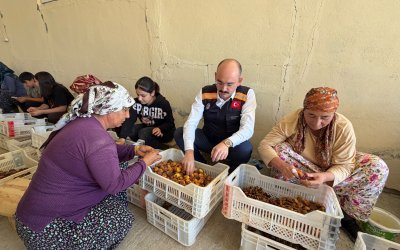Kaymakam Sungur Kayısı Hasadında Üreticilerle Buluştu