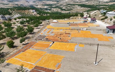Malatya’da Hasat Bitti, Kurşunlu’da Yeni Başladı