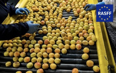Avrupa’dan Türk Kuru Kayısısına "Mikotoksin" Uyarısı: 2026’da İki Ayrı RASFF Bildirimi