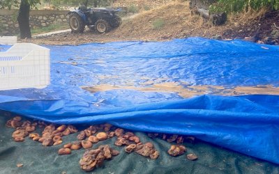 Hekimhan’ı Sel Vurdu: Bir Yıllık Emek Sele Kapıldı!