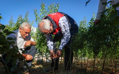 Malatya’da Yılda 850 Bin Sertifikalı Fidan Üretiliyor