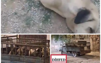 Arapgir’de Skandal Sokak Köpeği Operasyonu: Hayvan Hakları İhlali ve Ölüm İddialarına Soruşturma Talebi!