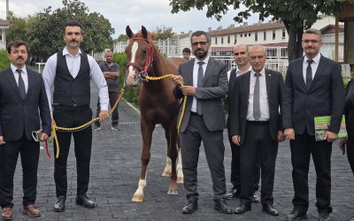 Veliefendi’de Sultansuyu Tayları İçin Milyonlar Yarıştı