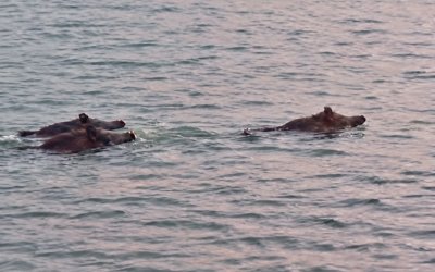 Karakaya Barajı’nda Yüzen Yaban Domuzları Kamerada