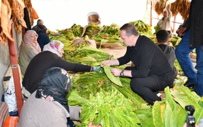 Kurucaova’da Tütün Üreticisinin Feryadı: “Emeğimizin Karşılığını İstiyoruz”