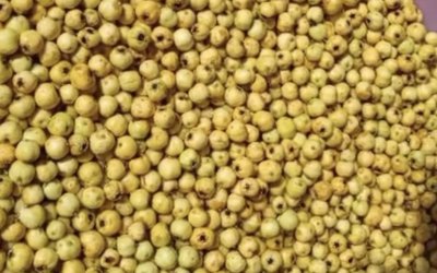 Darende’de Alıçlar Kışlık Marmelata Dönüşüyor
