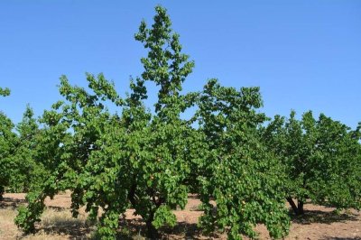 Bahar dönemi kayısı ağaçlarında ilaçlama uyarısı