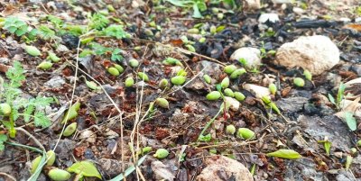 Başkan Karademir: "Dolu, kayısı ağaçlarına zarar verdi; çiftçilerin umudu kalmadı."
