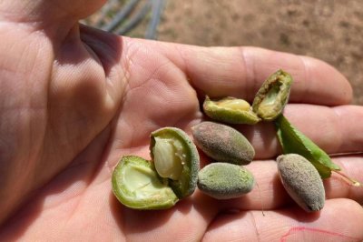 Don kayısı bahçelerini vurdu, üreticiler destek bekliyor