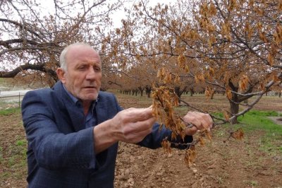 Üreticiler: Ağaçlarımız yandı meyve verene kadar masraflarımız karşılansın