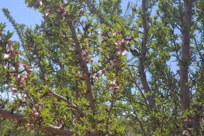 Donun vurduğu Malatya’da badem ağaçları çiçek açtı