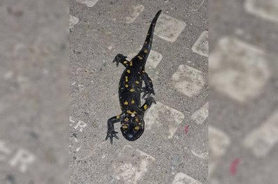 Malatya şehir merkezinde ateş semenderi görüldü