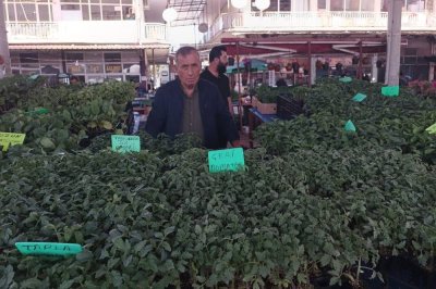 Don felaketinden sonra sebze fidelerine talep arttı