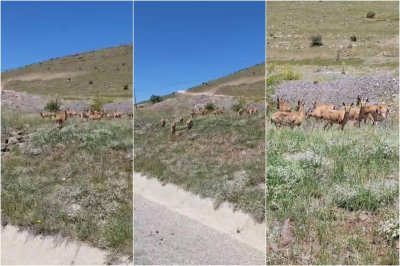 Malatya'da dağ keçileri sürü halinde görüntülendi