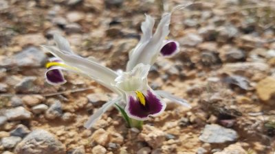Malatya’da Nevruz Çiçekleri açtı